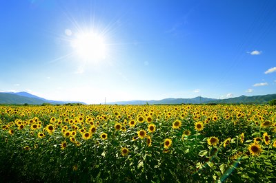 🌻 젠뉴지섬의 해바라기밭·코스모스밭 이미지 2